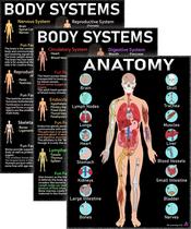 Pôsteres 3D Learning LLF Human Anatomy Body Systems 14x19,5