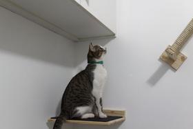 Prateleira Para Gatos Fabricado com Madeira Pinus Prateleira Para Gatos Fabricado com Madeira Pinus