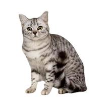 Protetor De Sofá Anti-Arranhões Para Gatos, Autoadesivo, DIY, Para Afiar as Patas, Placa De Carpete