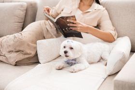 Protetor de Sofá Pet em Malha Jacquard Premium - Raças Pequenas