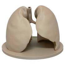 Pulmão Humano Anatomia 3d Médico Pneumologista Decoração Enfeite