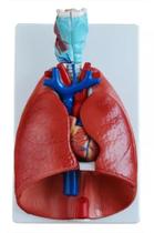 Pulmão Luxo - Modelo Anatômico Do Sistema Respiratório