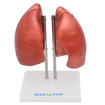 Pulmão Segmentado Humano 4 Partes, Anatomia Pulmão Segmentado Humano 4 Partes, Anatomia