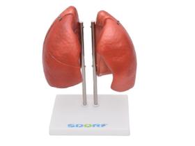 Pulmão Segmentado Humano 4 Partes Pulmão Segmentado Humano 4 Partes