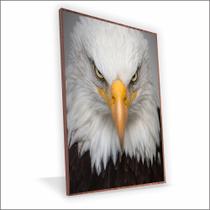 Quadro Águia Canvas Sem Vidro Quadro Águia Canvas Sem Vidro