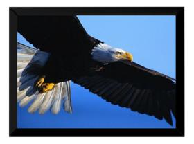 Quadro Águia Céu Foto Poster Moldurado Decoração
