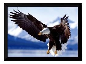 Quadro Águia De Asas Abertas Foto Poster Moldurado