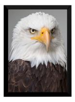 Quadro Águia Foto Poder Poster Moldurado Decoração Quadro Águia Foto Poder Poster Moldurado Decoração
