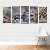 Quadro Animais Javali Filhote PorcoBravo Javardo Madeira Canvas