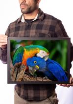 Quadro Arara Azul Papagaio Arlequim Foto Decoração