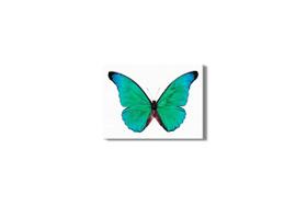 Quadro Borboleta Seda Azul Natureza Foto Canvas 60x60cm