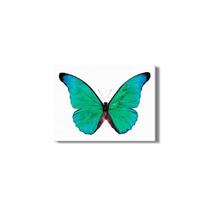 Quadro Borboleta Seda Azul Natureza Foto Canvas 80X80Cm