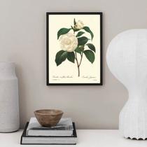 Quadro Botânica Flor Camélia 24x18cm - com vidro