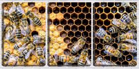 Quadro canvas 30x66 abelhas no favo de mel
