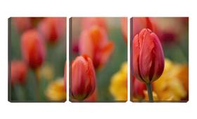 Quadro canvas 30x66 botão fechado de tulipa - Crie Life