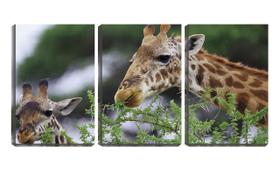 Quadro canvas 30x66 duas girafas na savana