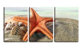 Quadro canvas 30x66 estrela do mar e conchas