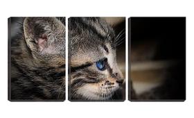 Quadro canvas 30x66 olhos azuis de gato filhote
