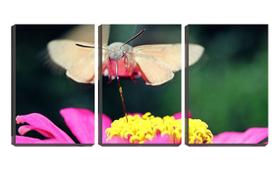 Quadro canvas 45x96 borboleta sugando néctar
