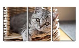 Quadro canvas 55x110 gatinho em cesto de vime - Crie Life