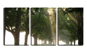 Quadro canvas 55x110 luz do sol nas copas