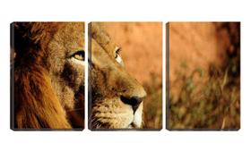 Quadro canvas 55x110 olhar fixo de leão