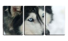 Quadro canvas 55x110 olhos azuis de husky siberiano