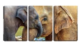 Quadro canvas 55x110 trombas de elefantes juntas