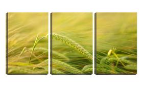 Quadro canvas 68x126 sementes de arroz - Crie Life