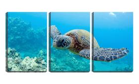 Quadro canvas 68x126 tartaruga no fundo do mar - Crie Life