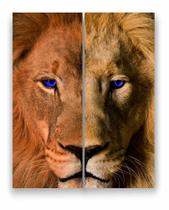 Quadro Canvas Decorativo Leão Rei de Juda Face Face 80x100cm Quadro Canvas Decorativo Leão Rei de Juda Face Face 80x100cm