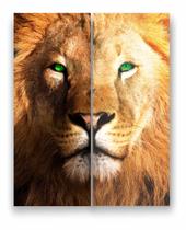 Quadro Canvas Decorativo Leão Rei de Juda Face Face 80x100cm