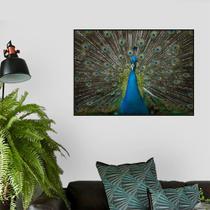 Quadro Canvas Decorativo para Sala Pavão 50x70 Quadro Canvas Decorativo para Sala Pavão 50x70