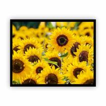 Quadro Canvas Premium Girassol Flores Com Moldura 90X60Cm