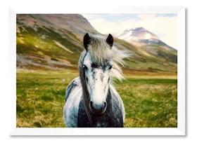Quadro Cavalo Branco Cara Frontal 50x70cm Quadro Cavalo Branco Cara Frontal 50x70cm