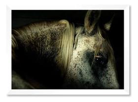 Quadro Cavalo Branco Olhar 30x42cm
