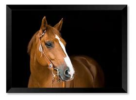 Quadro Cavalo Cavalo Frontal Fotografia Fb 30x42cm