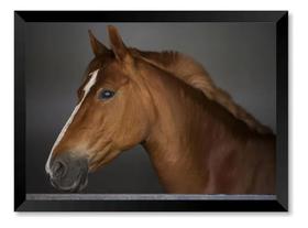 Quadro Cavalo Fotografia Lateral Esquerdo Ft 30x42cm Quadro Cavalo Fotografia Lateral Esquerdo Ft 30x42cm