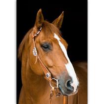 Quadro Cavalo Marrom Claro