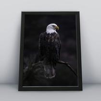 Quadro com moldura Aguia Aguia-14-M1