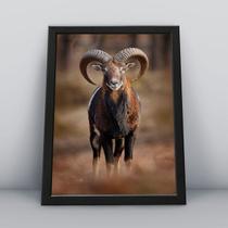 Quadro com moldura Animal Animal-12-M1