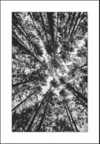 Quadro Com Moldura Árvores Galhos Branco e Preto