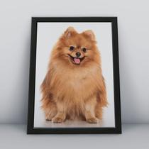 Quadro com moldura Cachorro Cachorro-043-M1 Quadro com moldura Cachorro Cachorro-043-M1