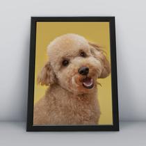 Quadro com moldura Cachorro Cachorro-072-M1 Quadro com moldura Cachorro Cachorro-072-M1
