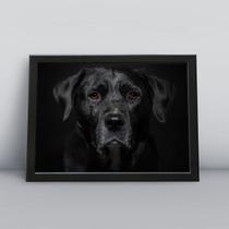 Quadro com moldura Cachorro Cachorro-172-M1 Quadro com moldura Cachorro Cachorro-172-M1
