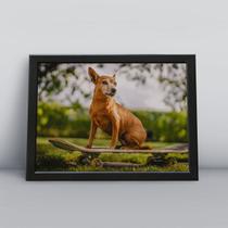 Quadro com moldura Cachorro Cachorro-202-M1 Quadro com moldura Cachorro Cachorro-202-M1