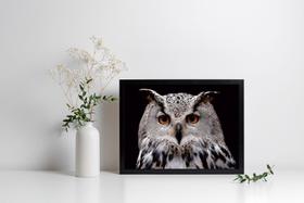 Quadro Com Moldura Coruja Quadro Com Moldura Coruja