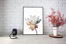 Quadro Com Moldura Flor Aberta Pétalas Multicoloridas