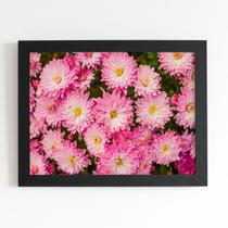 Quadro Crisântemo Rosa Flores Foto Moldura Preta 60x40cm