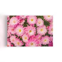 Quadro Crisântemo Rosa Flores Fotografia Canvas 60x40cm Quadro Crisântemo Rosa Flores Fotografia Canvas 60x40cm
